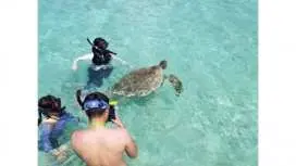 海ガメと泳ぐorウオッチングコース 1日限定(5名迄)貸切り百合ヶ浜周辺の海ガメと泳げます!