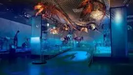 日本東京上野國立科學博物館常設展門票