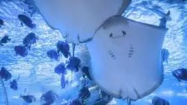 [Zhongshan] Chocolate Factory + Dream Ocean Park Day Trip | All-inclusive tour including tips | Shiqi pigeon feast | Zhongshan Hengyuan Ocean Cube Amusement Park: 180-degree underwater tunnel/sky train/pet park/theater performance