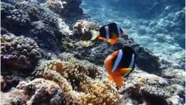 Okinawa Blue Cave Snorkeling [Free GoPro Photos and Videos] Boat Entry | All-inclusive, Lowest Price! Wetsuit and Equipment Rental Included. Beginners Welcome!