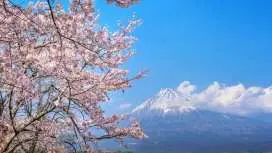 從名古屋出發,探索靜岡最美的櫻花。