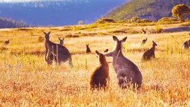【賓士到門接送】雪梨網紅南海岸線kiama噴水洞&傑林崗小鎮一日遊|可選袋鼠谷