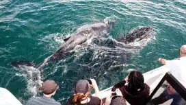 Jervis Bay Wild Dolphin Cruise | New South Wales