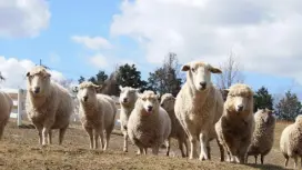 日本大阪|堺 綠博物館豐收之丘 自然農場