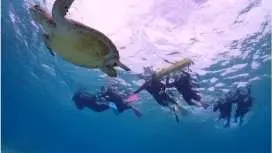 【沖縄・宮古島】<ウミガメとサンゴお魚シュノーケリングツアー>写真データ無料★平成26年よりツアー開催!ベテランガイドが案内☆
