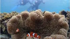 [Okinawa, Ishigaki Island] Small group tour, perfect for beginners! Phantom Island landing & coral snorkeling tour (ages 0-85) Same-day booking OK, pick-up and drop-off included, tour data included.