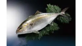 須崎ブランドカンパチの捌き体験と藁焼きたたきづくり