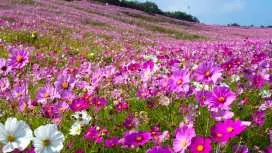 [China] Jiangxi 3-Day All-Inclusive Tour | From HK$79 | "Spring Charm": Flower Sea Terraces, Ancient Castles and Bridges, Tea Tasting, Poetic Countryside | "Spring Outing": Yangmingshan's Romantic Pink and Purple Azaleas, Meijiang's Golden Oil Painting Rapeseed Flowers, Luoxiao Mountain's Geological Wonders | Departing from Shenzhen