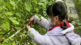 加購高鐵75折起|苗栗一日遊|金牌農村採果&舊山線鐵道自行車&高鐵來回車票|高鐵假期
