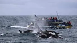 ニュージーランド、カイコウラ発ホエールウォッチングクルーズ【他に類を見ないホエールウォッチング体験/クジラに出会える確率95%/世界有数のホエールウォッチングスポット】