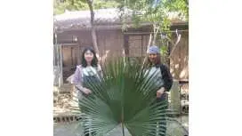 【沖縄 那覇】琉球古民家で体験するクバかご作り ファミリー、女子旅行などにおすすめ