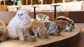 日本東京|貓咪咖啡廳 MOCHA 入場券(池袋・原宿・澀谷多店可選|平日限定|含飲料吧)