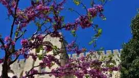 Avignon: Around The Palace Tour|France