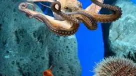 从科斯塔布拉瓦出发:巴塞隆纳一日游(含水族馆参观)|西班牙