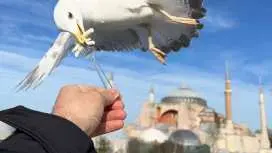 Istanbul: Best of the City Full-Day Tour with Transfers|Turkey