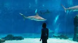Genoa: Aquarium of Genoa with Lunch|Italy