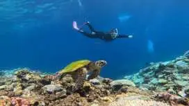 [Sea Turtle Snorkeling/Chatan Town/Yomitan Village] Private tour for one group only✨Skin diving is also OK⭕️An unforgettable encounter awaits you! Same-day reservations OK✨