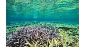 [Okinawa Motobu/Sesoko Island/Minna Island] Two boat dives near Churaumi Aquarium! Beginners welcome!