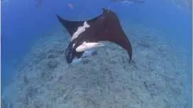 【沖繩,石垣島】蝠鱝浮潛-歡迎初學者!免費租賃