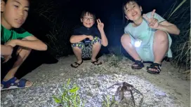 【沖縄県・石垣市】1組限定貸切りナイトツアー・ご家族カップルオススメ・夜の石垣島を観察しよう!