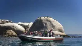 ケープタウン海洋野生生物ボートクルーズ