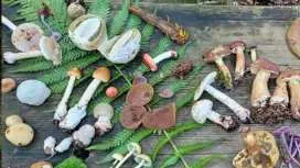 Heidelberg mushroom foraging guided hike
