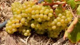 Fuerteventura private guided wine-tasting at Conatvs Winery