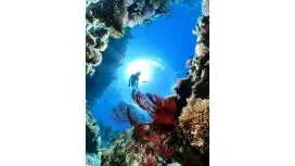 [Zamami Island/Kerama Islands] Beginner-friendly/Beach entry/Snorkeling tour