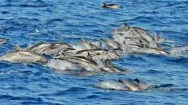 Gran Canaria Supercat dolphin-watching catamaran cruise