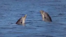 Cabo de Formentor boat trip with dolphin watching