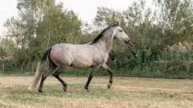 Horseback Riding in Doñana National Park from Seville