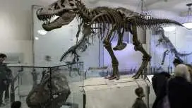 American Museum of Natural History Ticket