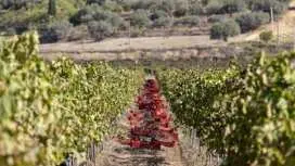 Tenuta Valle delle Ferle Wine and Food Tasting in Caltagirone