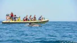 Insonia Cave and Dolphins Speedboat with Transport from Albufeira