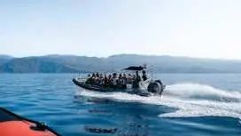 Dolphin and whale watching speedboat tour ticket