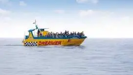 Dolphin-watching tour with transfers, drinks and tapas