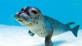 Marineland