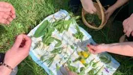 Wild plant foraging guided walk in Siegen