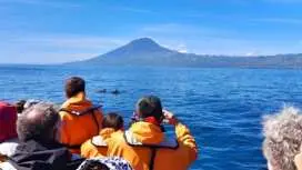 ラジェス・ド・ピコ発イルカ・クジラウォッチングツアー