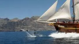Los Gigantes Flipper Uno dolphin and whale-watching cruise