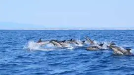 Algarve caves and dolphin watching tour