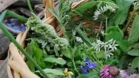 Stuttgart Süd wild plant foraging guided walking experience