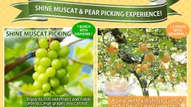 Fukuoka Summer Fruit Experience: French Lunch & Fruit Picking Bus Tour from Hakata
