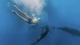 2-hour catamaran cruise to swim with tuna in L'Ametlla de Mar