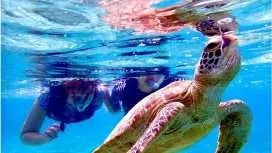 【奄美大島・送迎無料】【大人気!ウミガメ・熱帯魚の贅沢シュノーケリング】〈遭遇率100%継続中!〉1グループ限定貸切!