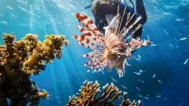 Dive for qualified divers with Binibeca Diving – transfer included