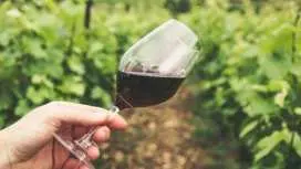 Wineries Guided Tour and Wine Tasting from Kavala with Transportation