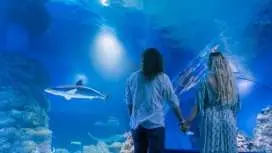 凱恩斯水族館黃昏兩小時導覽遊及門票