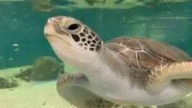 凱恩斯水族館海龜醫院參觀及門票
