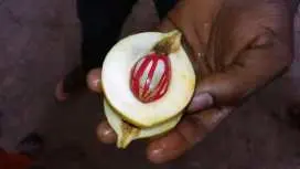 Zanzibar香料农场私人之旅